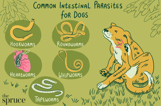 Illustration of the common intestinal parasites for dogs