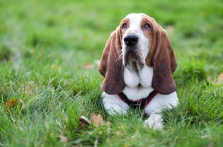 basset hound lying on grass