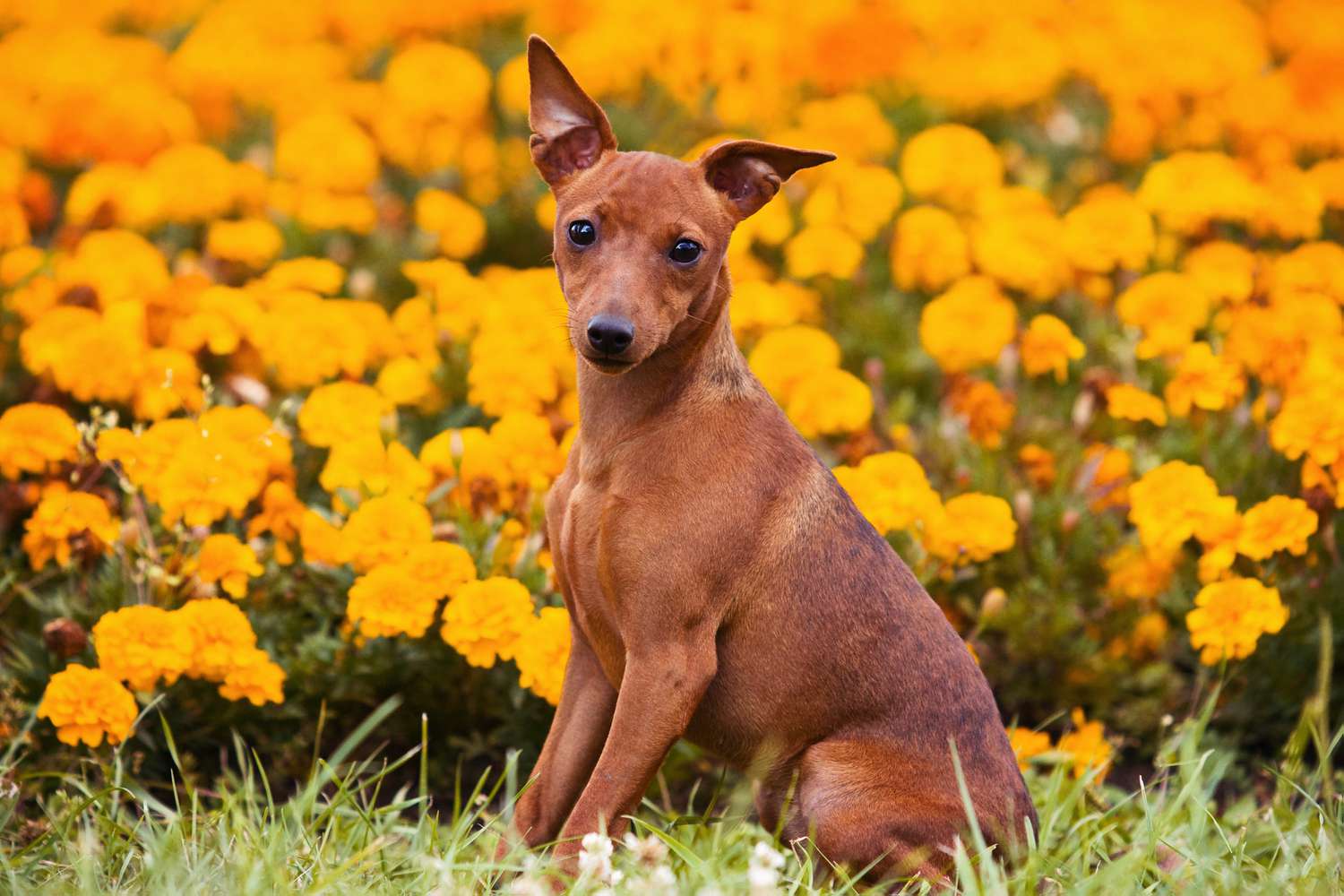 红色德国猎犬坐在花旁