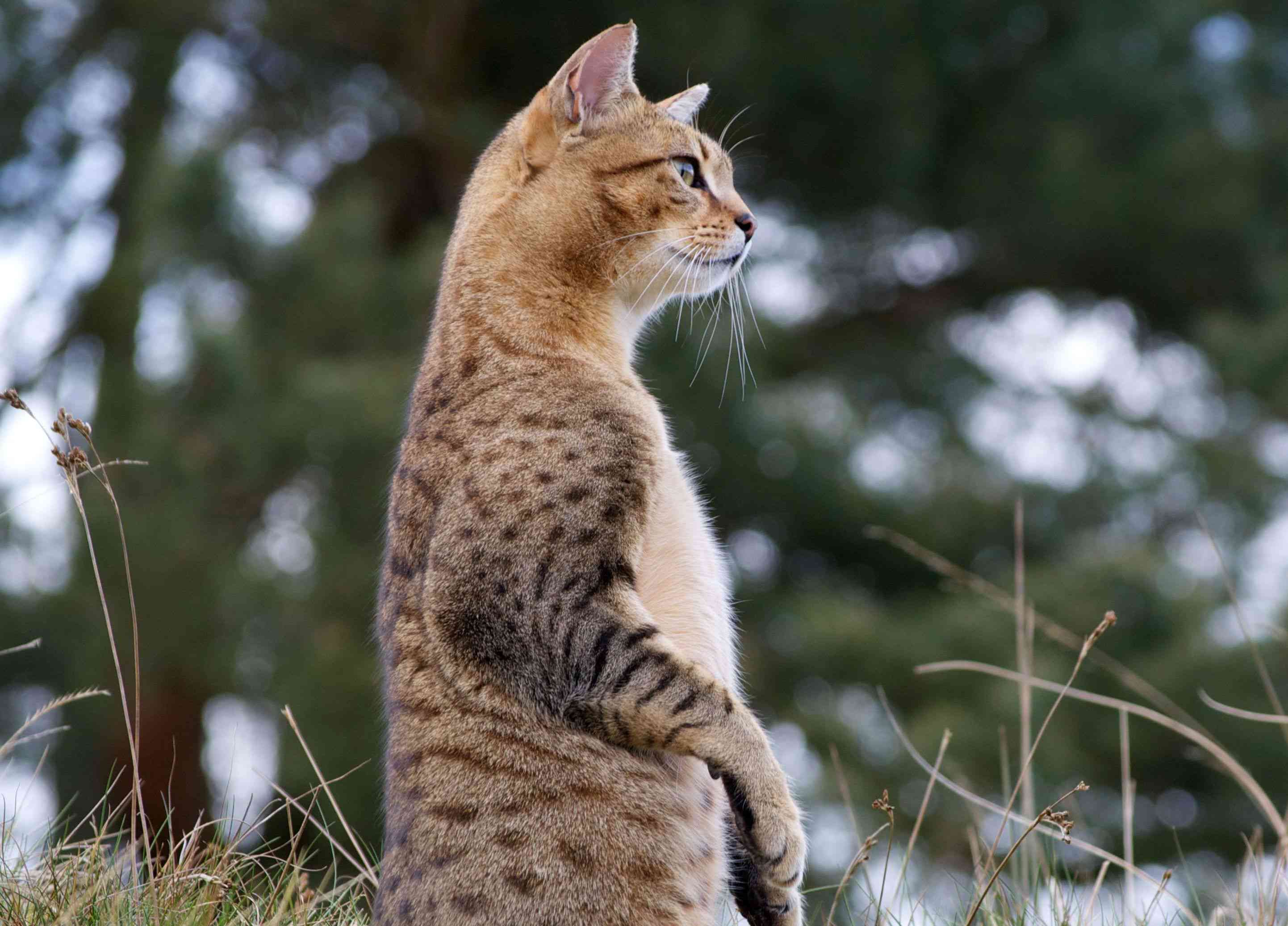 埃及毛猫在户外用后腿坐着