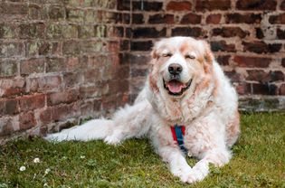 一只大比利牛斯犬闭着眼睛躺在草地上。