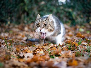 虎斑白色的英国短毛猫在户外的花园里吐在秋天的树叶上