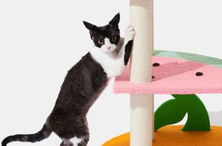 Cat playing on Vetreska Fruit Frenzy Cat Climber displayed on white backdrop