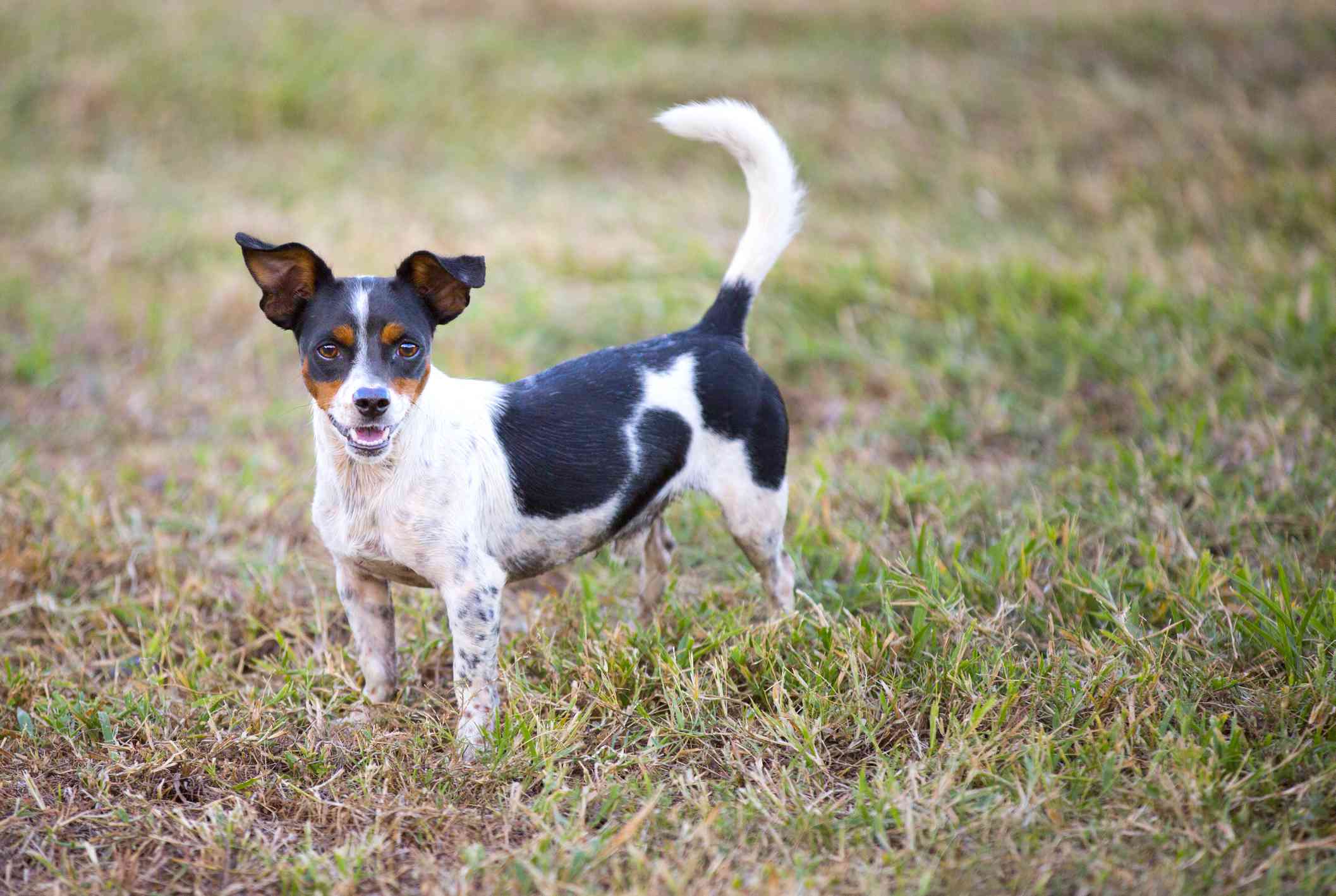 户外的捕鼠犬。