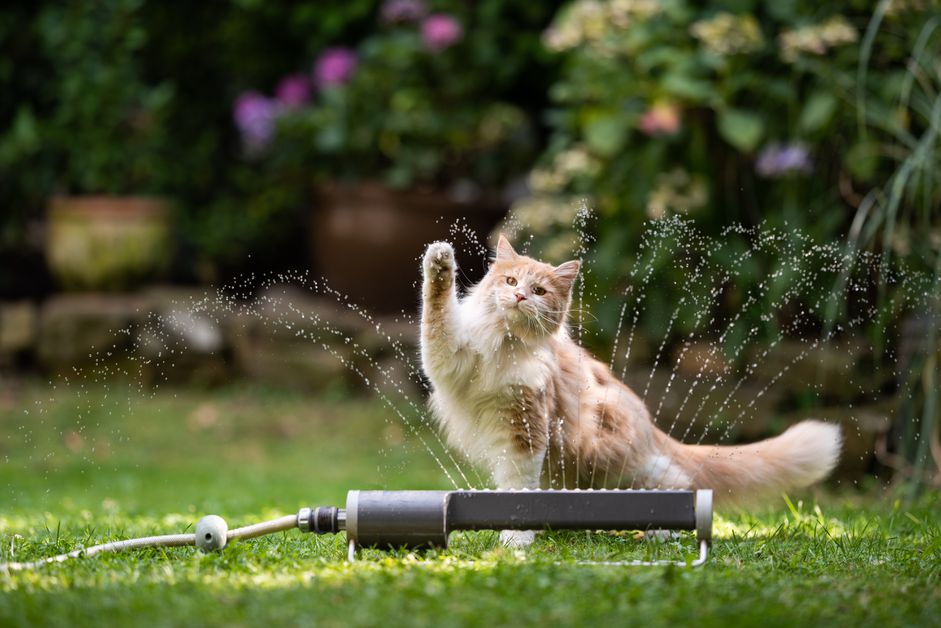 猫花园草坪洒水器