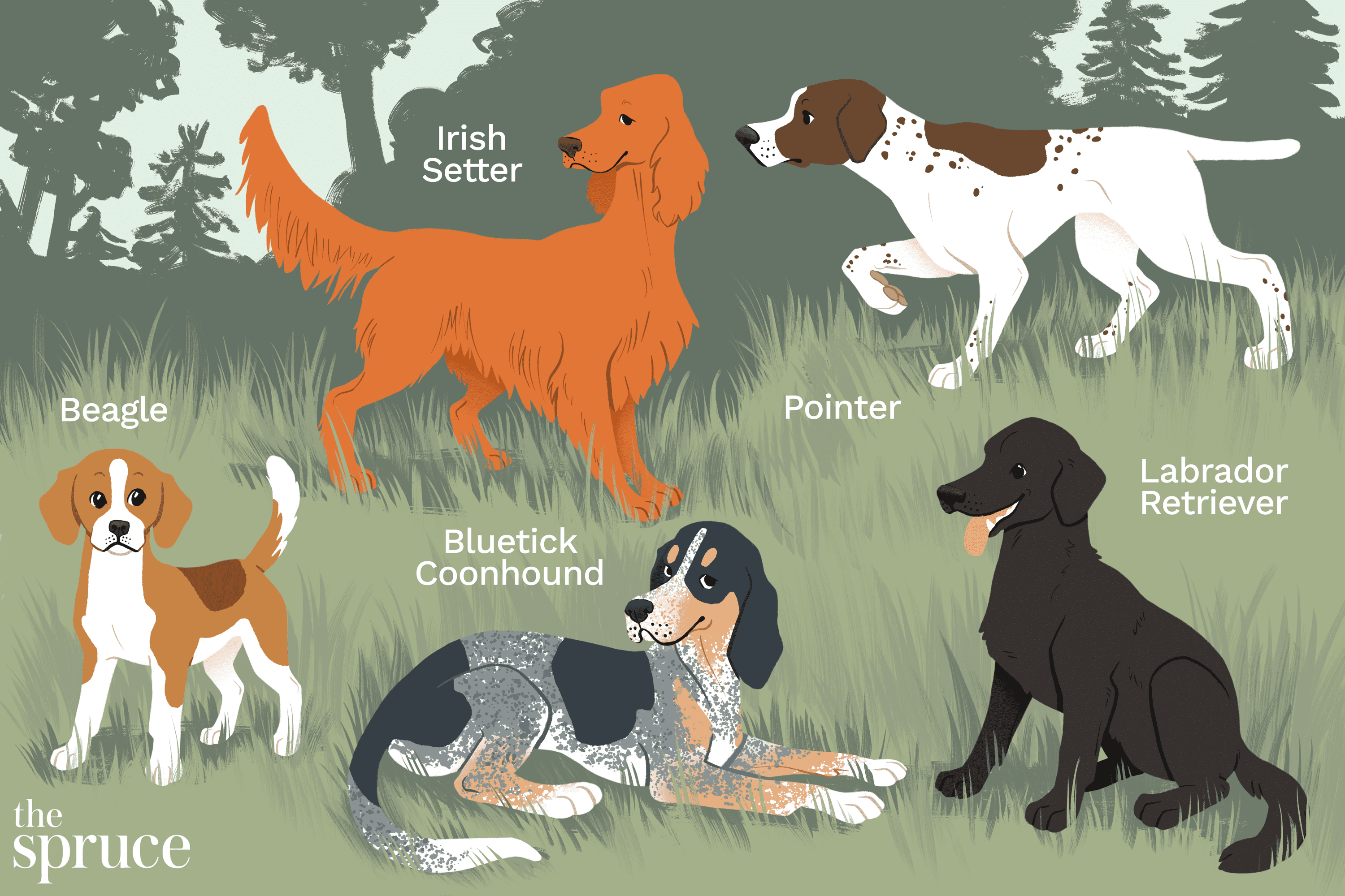 Best hunting dogs illustration