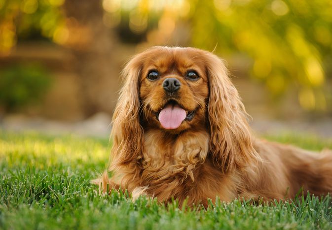 查理王骑士犬躺在草地上