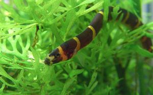 Kuhli Loach