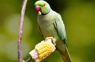 A wild parrot eating corn on the cob