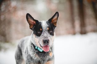 澳大利亚牧牛犬