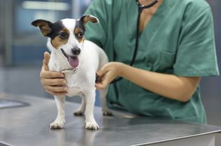 bronchitis in dogs