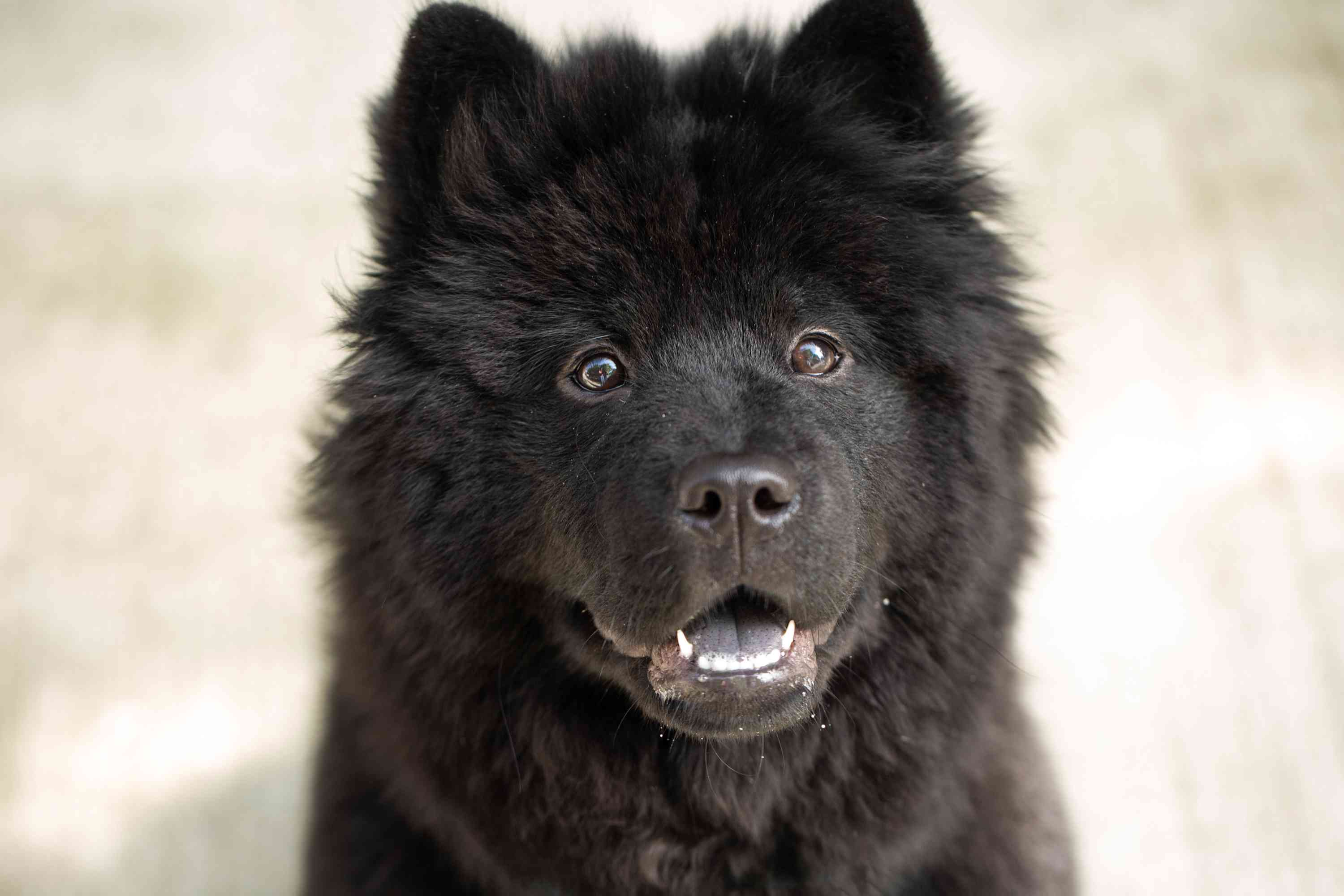 黑色松狮犬坐与脸向前特写