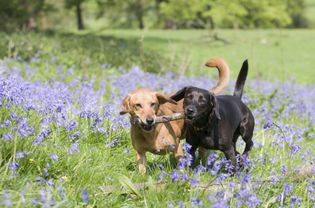 two dogs playing and running