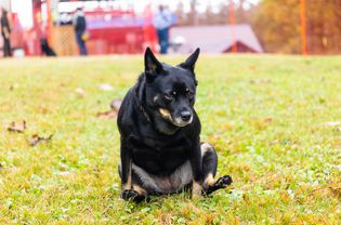 Dog scooting in the grass