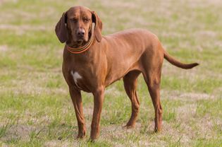 站在一边的Redbone猎浣熊犬