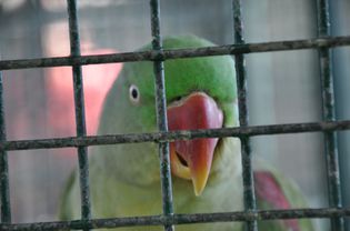 A sad looking Indian Parrot