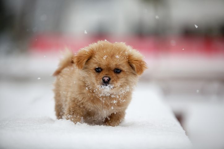 在雪地里