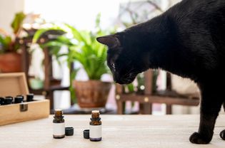 Black cat looking at essential oils capsules