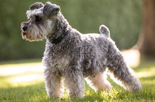 Standing side profile of a Miniature Schnauzer dog