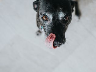 Older dog looking up at the camera and licking her nose