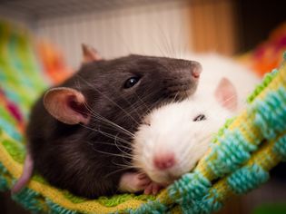 Sleeping rats