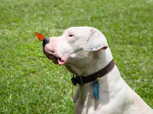 鼻子上有蝴蝶的阿根廷杜哥犬