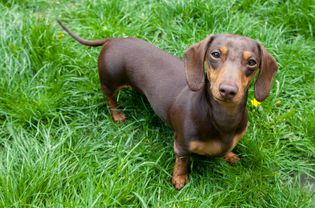 Mini Dachshund