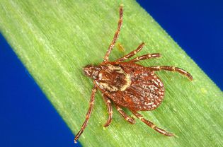 Dermacentor variablis (American dog tick)