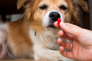 Woman holding a red pill up to a dog as he sniffs it