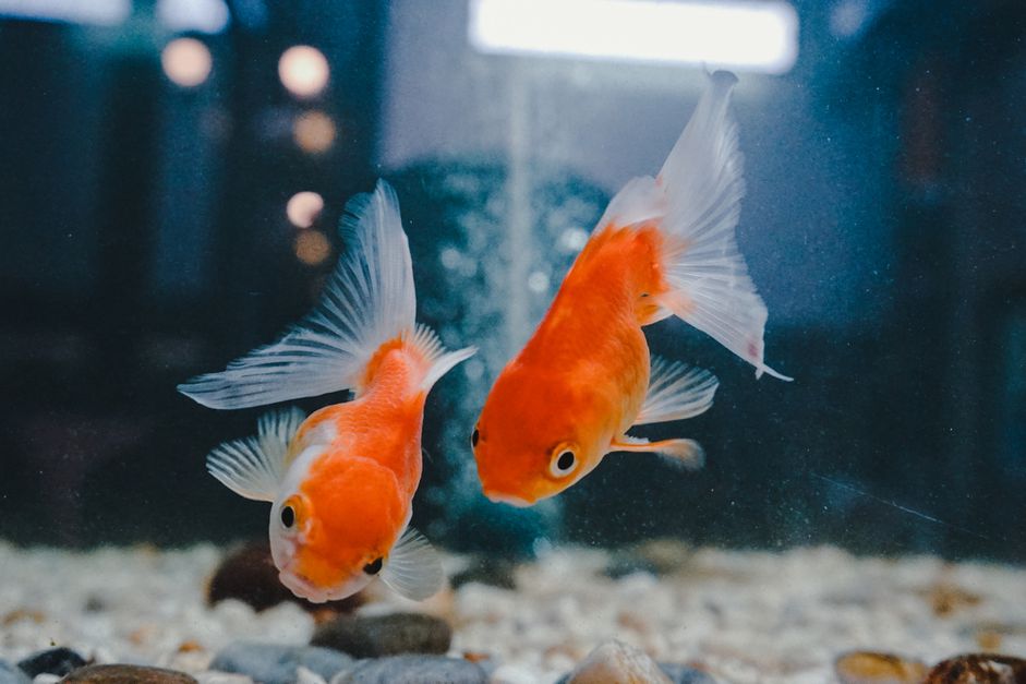 水族箱里有两条金鱼