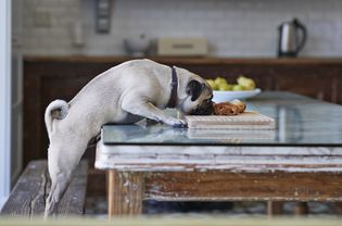 Pug eating food off the table