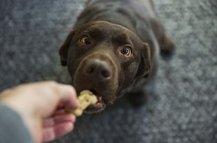 Chocolate Lab Taking a Treat From His Owner