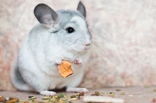 Funny face domestic chinchilla holding food with arms