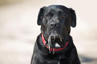 drooling black dog