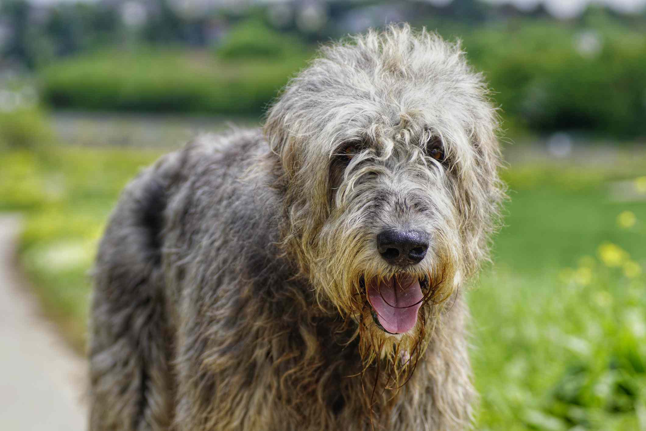 爱尔兰猎狼犬站在模糊的草地背景前