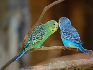 Budgies