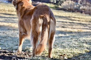 Golden retriever dog with a limp tail while standing outside