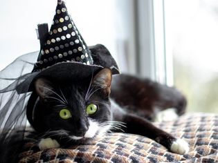 Cat wearing witch's hat in front of a window