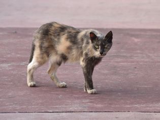 瘦猫走在混凝土上