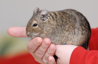 Degu in hands