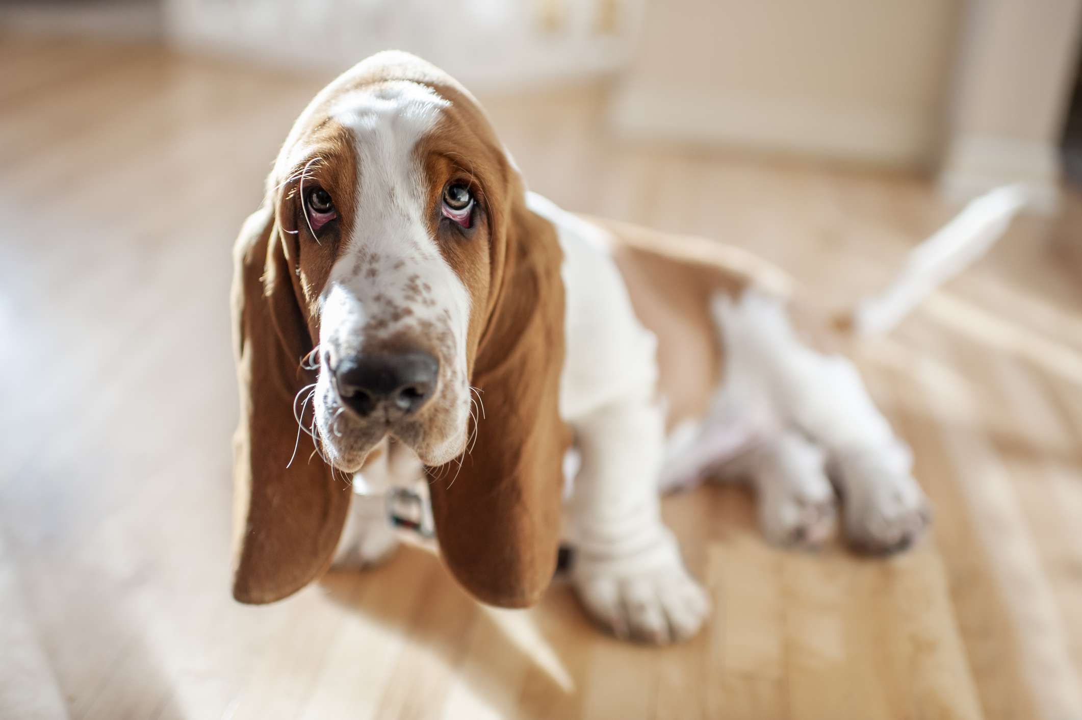 巴塞特猎犬