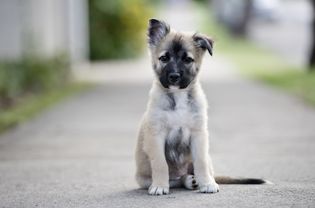 德国牧羊犬幼犬