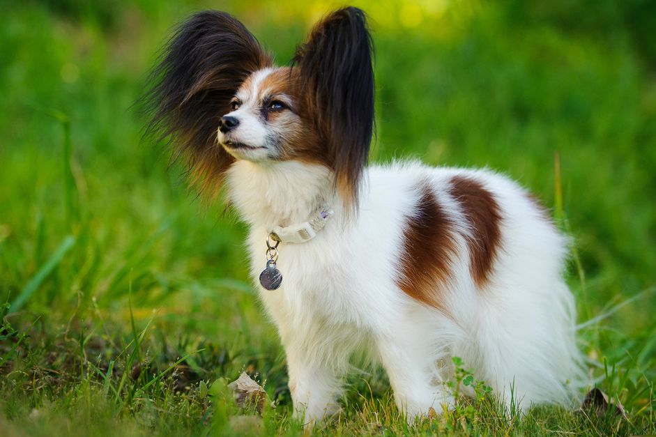 站在草地上的蝶耳犬侧面