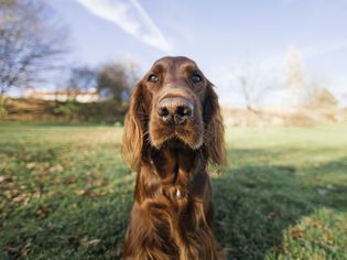 红色爱尔兰塞特犬