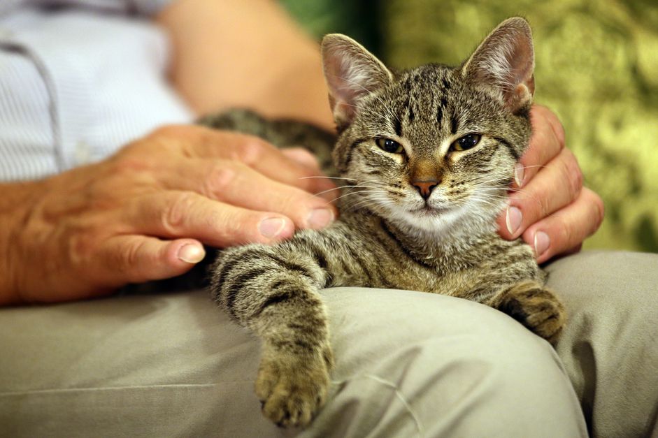 小猫在戴着一个戴着手套的男人