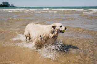 英国拉布拉多犬在海滩水中散步，嘴里含着网球