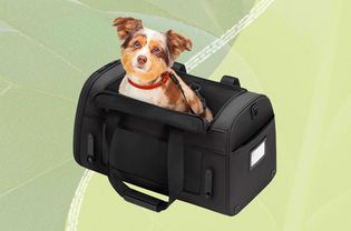 A dog sitting in a dog car seat on a green background