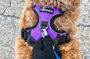 Close up of the Rabbitgoo No-Pull Dog Harness on a dog