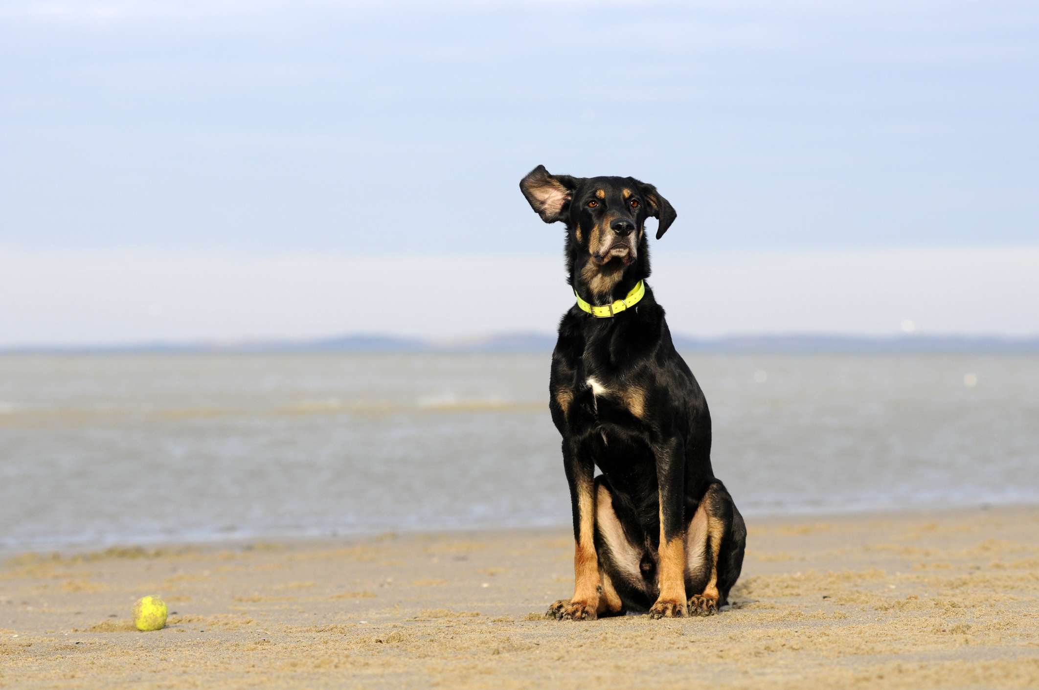 特兰西瓦尼亚猎犬(Erdelyi Kopó)