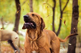 Funny face wrinkled Fila Brasileiro making face